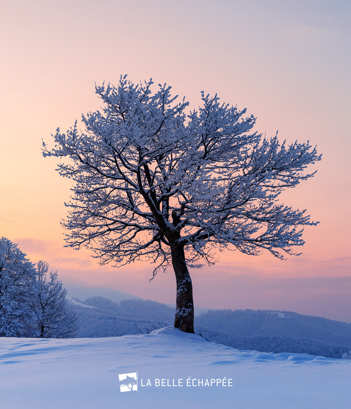 Nouveau logo créé pour La Belle Echappée par Caramel & Paprika - Photo d'un arbre seul dans un paysage de montagne eneigée (photo © Adobe Stock)