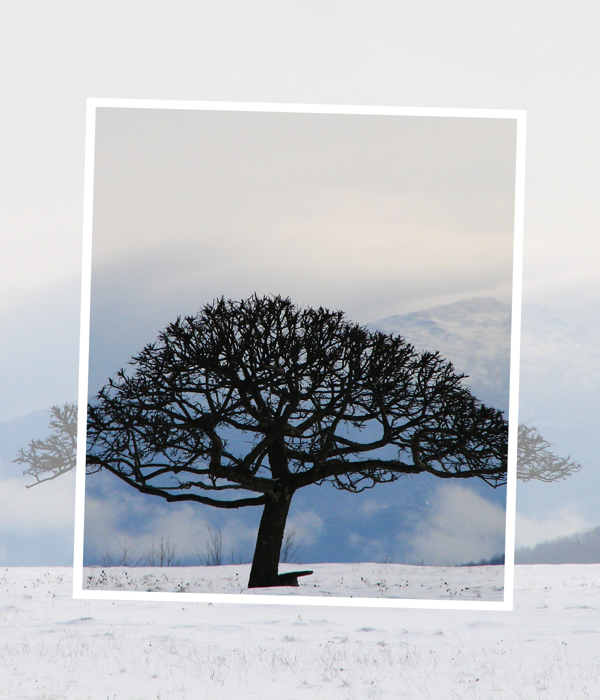 Nouveau logo créé pour La Belle Echappée par Caramel & Paprika - Photo recadrée d'un arbre seul dans un paysage de montagne enneigée (photo © Adobe Stock)