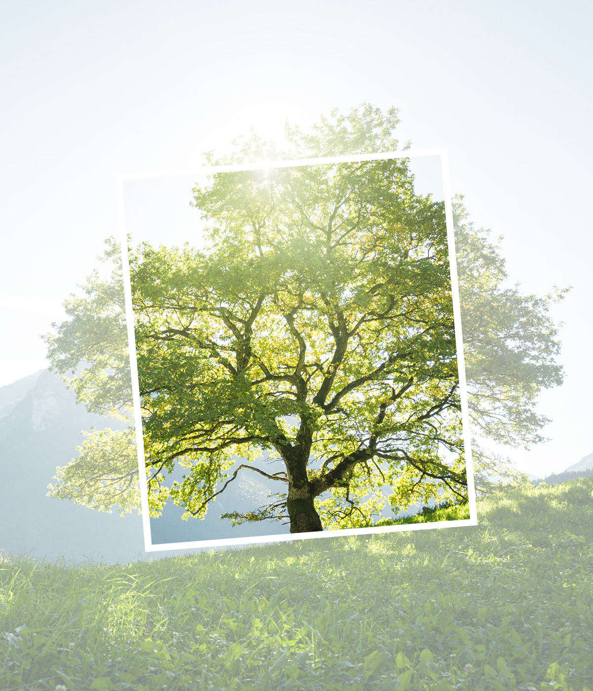 Nouveau logo créé pour La Belle Echappée par Caramel & Paprika - Photo recadrée d'un arbre seul dans un paysage de montagne ensoleillée (photo © Adobe Stock)